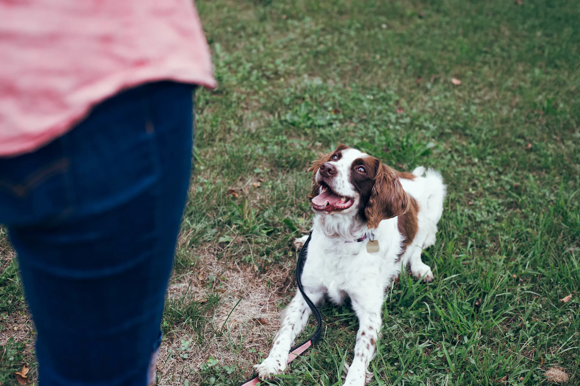 Hondentraining verbetert de band met jouw hond